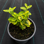 Bršlen Fortuneov (Euonymus Fortunei) ´EMERALD´N GOLD´ - výška 10-15 cm, kont. C2L